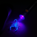 Exclusiva! Lanterna UV Profissional – A Nova Tendência Internacional Agora no Brasil